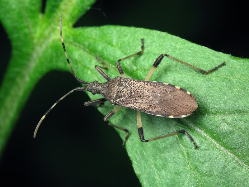 Dicranocephalus albipes (Fabricius, 1781)